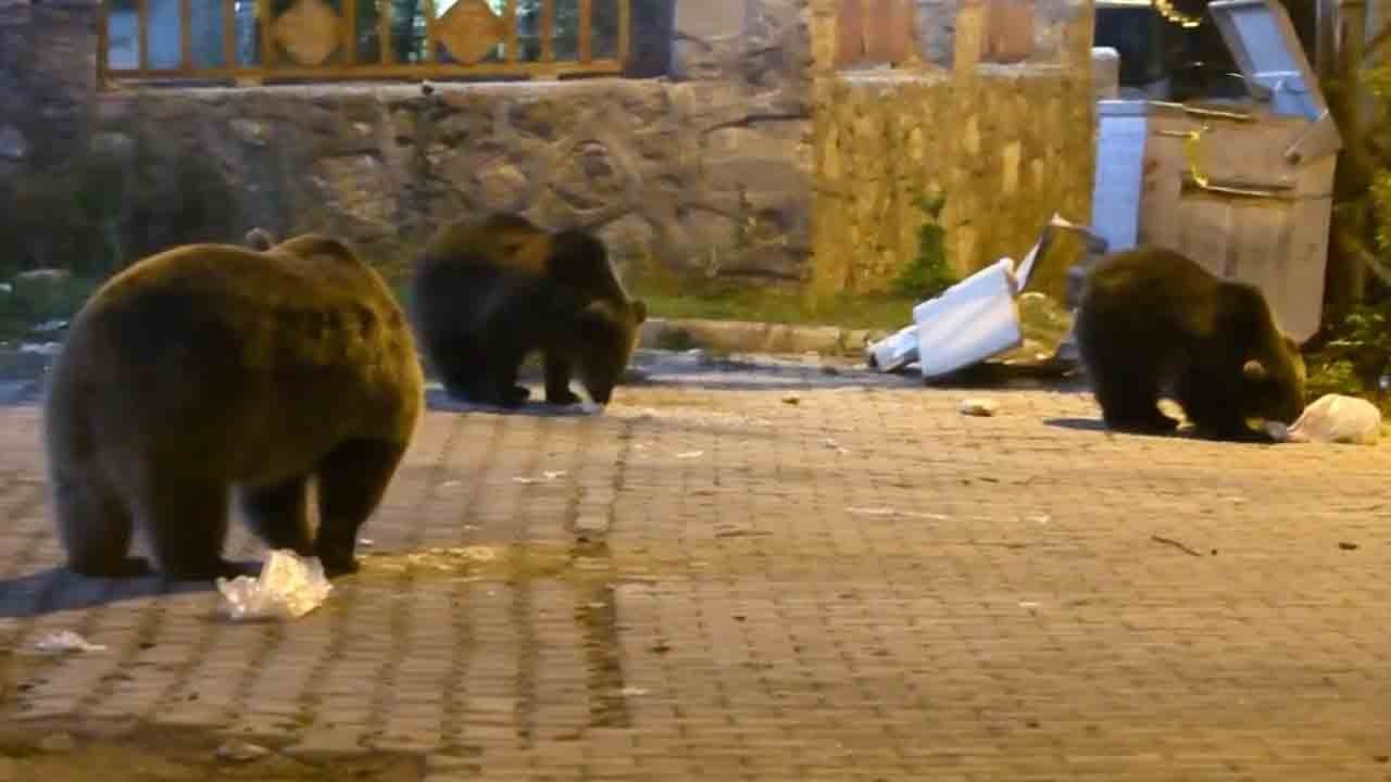 Kış öncesi yiyecek telaşı! Sarıkamış’ta ayı ailesi gece mesaisinde!