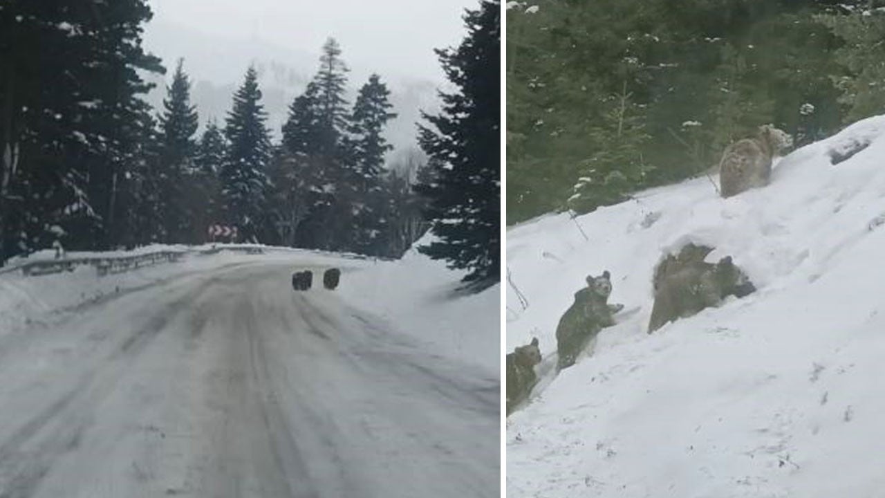Kış uykusuna yatmayan 4 boz ayı Artvin’de kara yoluna indi