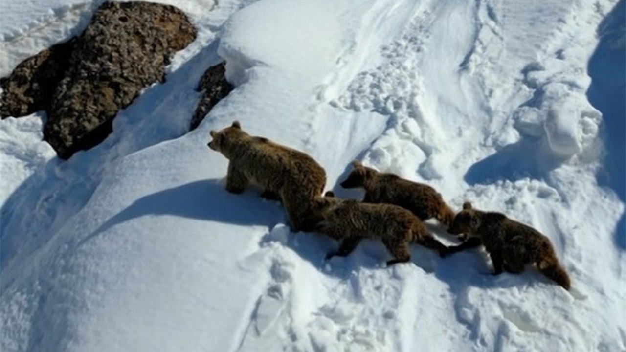 Kış uykusundan uyanan anne ayı ve üç yavrusu drona yakalandı