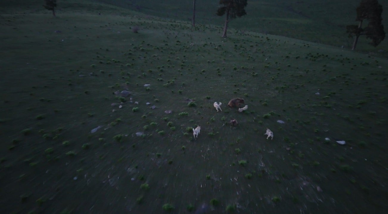 Köpek sürüsünün hedefi olan boz ayıdan hayatta kalma mücadelesi! O anlar saniye saniye dron kamerasına yansıdı