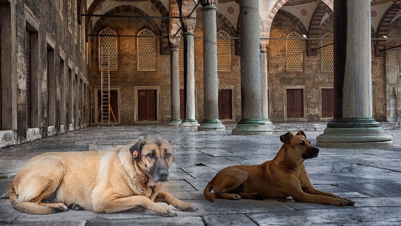 Köpekperestler şimdi de cami avlularına dadandı! İğrenç video ile Müslümanlarla dalga geçti
