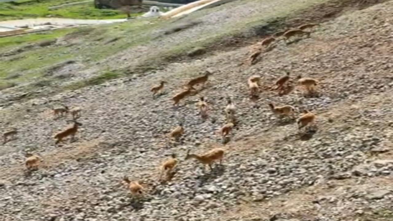  Koruma altındaki dağ keçileri Palu Kalesi’nde görüntülendi