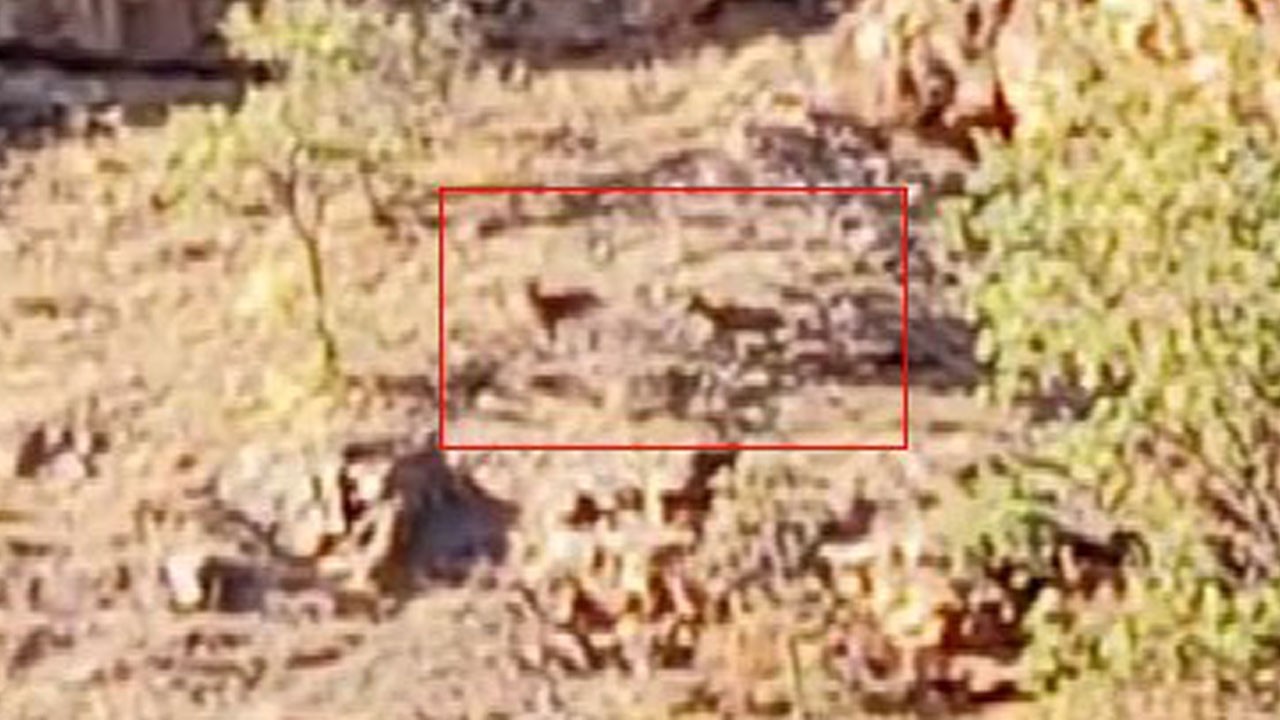 Koruma altındaki yaban keçileri böyle görüntülendi