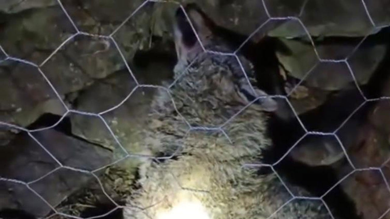 Koyun sürüsüne saldıran kurtu çoban köpekleri telef etti