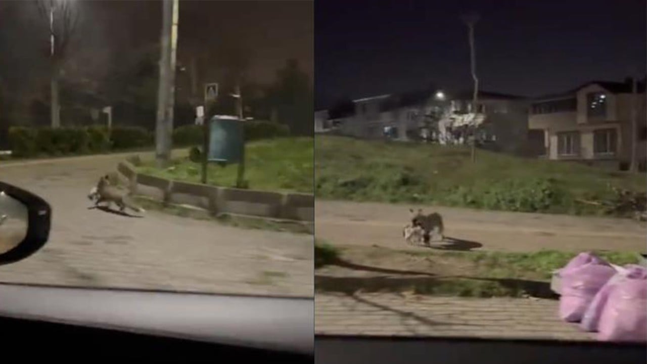 Kümes bulamayan tilki mahallenin kedisini kaptı kaçtı
