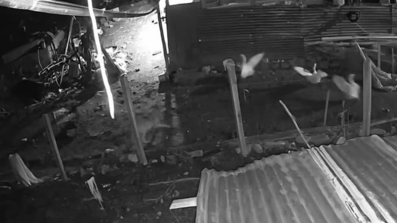 Kümese giren kurt, kazı alıp kaçtı