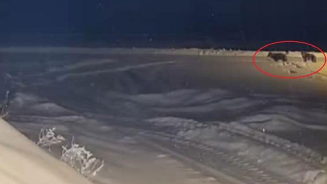 Kurtların köyde köpek kovaladığı anlar kamerada