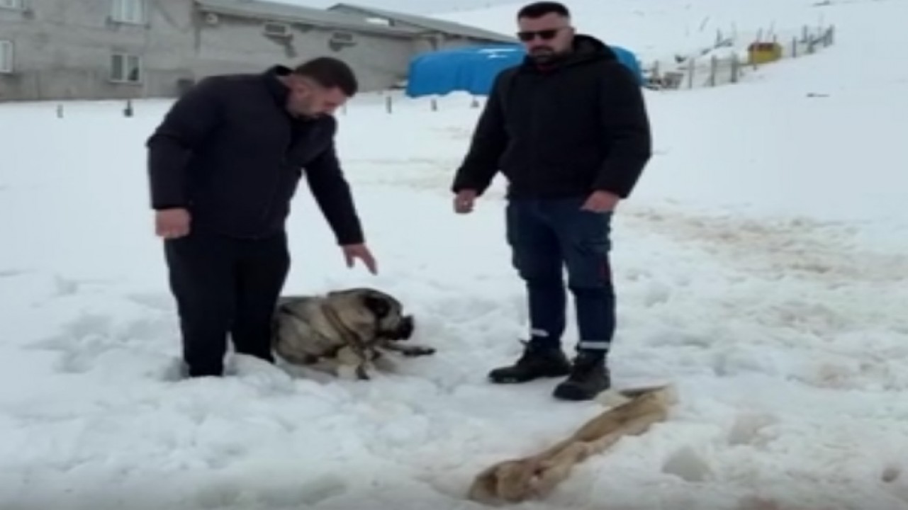 Kurtlarla dövüşen köpekten geriye sadece postu kaldı