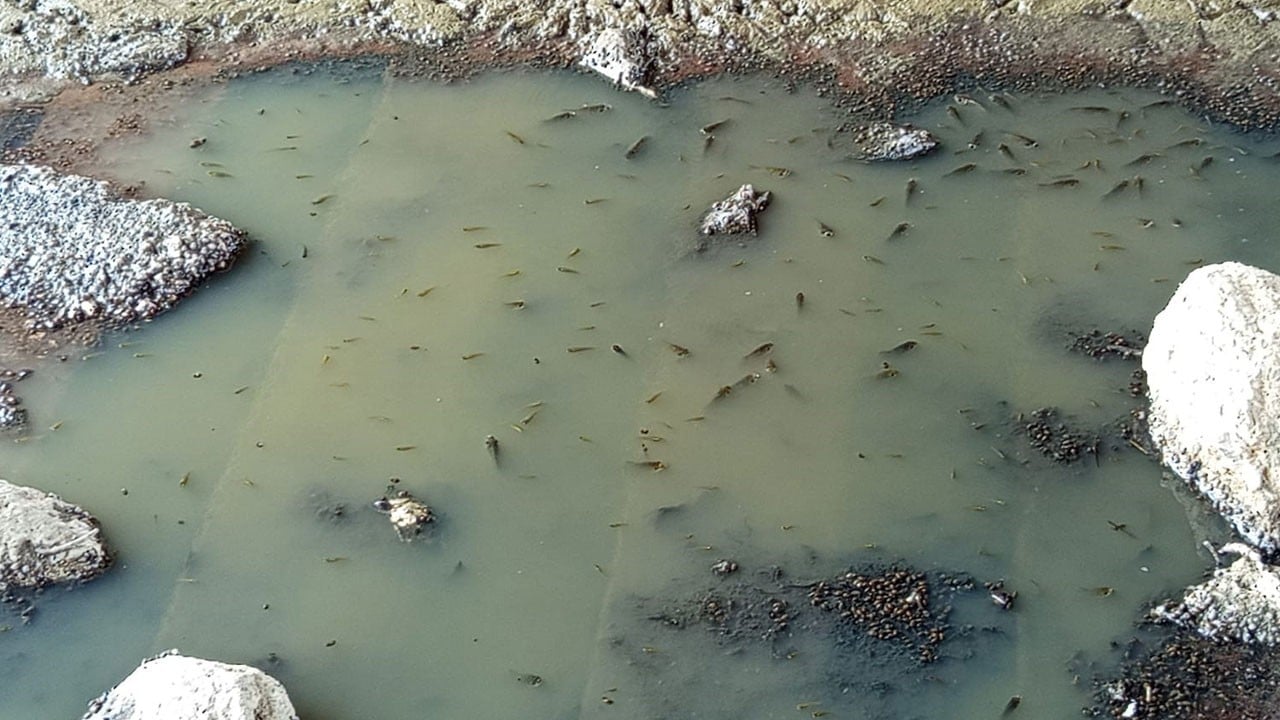 Kuruyan derede ölüme terk edildiler! Binlerce yavru balığı böyle kurtardı