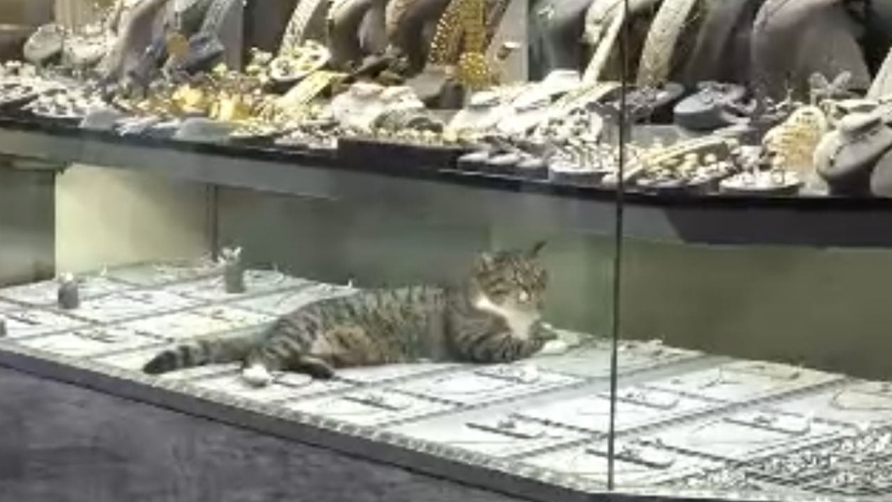 Kuyumcu dükkanındaki altınların üzerine yattı!