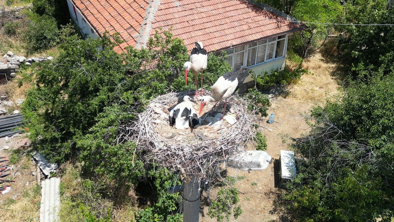 Leylek yavrusunu itfaiye kurtardı! Ayağına ip dolandı, yuvasında mahsur kaldı