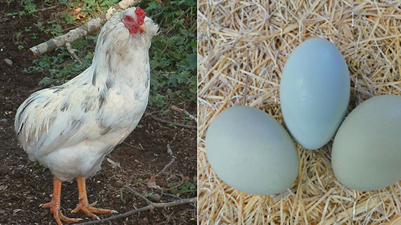 Mavi yumurtlayan özel cins tavukları çaldılar!