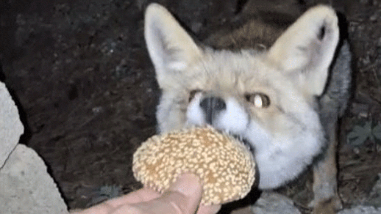 Meraklı tilki güldürdü! Osmaniye kömbesini afiyetle yedi