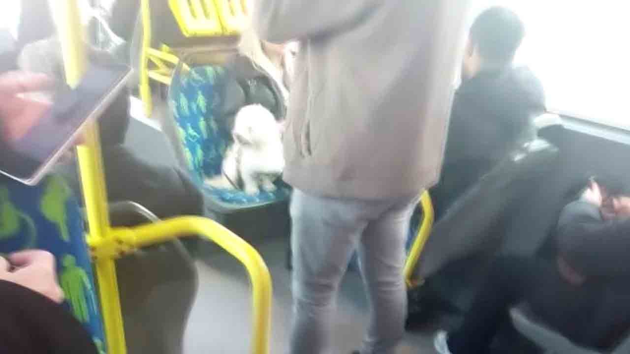 Metrobüste köpek koltuğa oturdu, sosyal medya sallandı