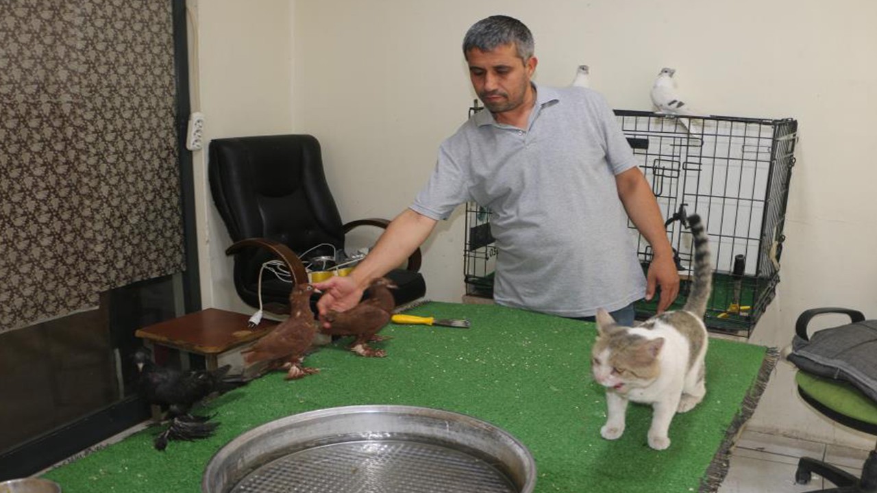 Milyonluk güvercinler bulut adlı kediye emanet