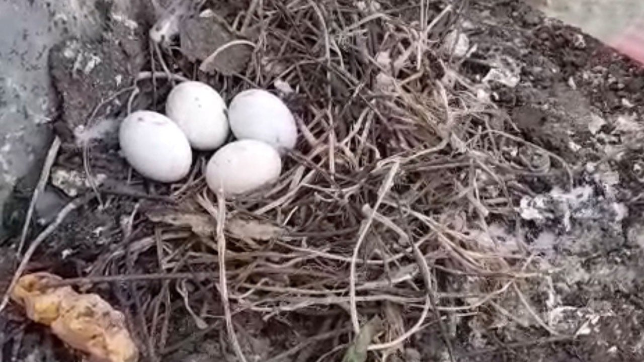 Minare yıkımı ertelendi! İmamdan güvercin yavruları için yürek ısıtan karar