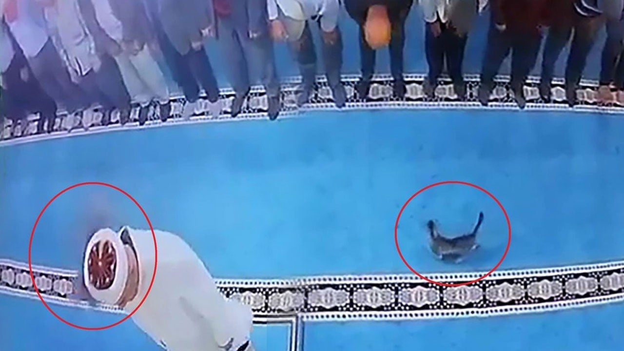 Namaz kılarken kediyi tekmelemişti! Yakalandı