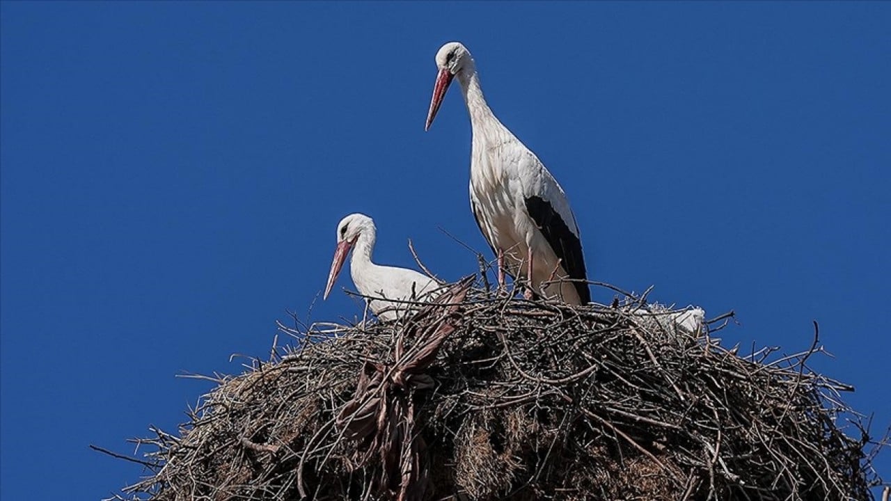 Nihayet kavuştular! Yaren leyleğin eşi Nazlı’da geldi
