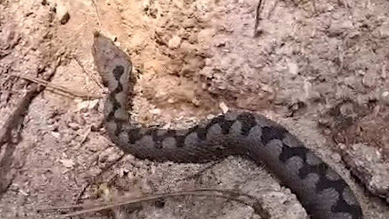 Odun yığınlarının arasından çıktı! Türkiye’nin en zehirli yılan türlerinden biri