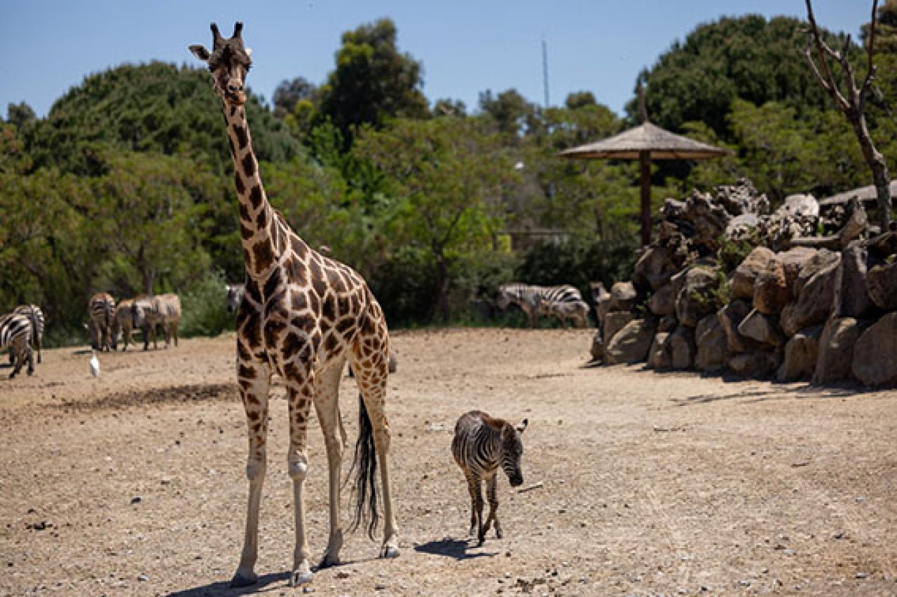 Öksüz yavru zebra 