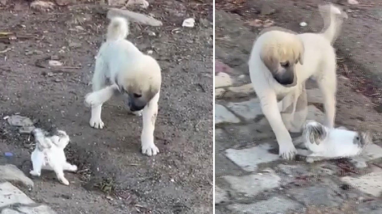 Önce kavga sonra oyun! Yavru kedi ile yavru köpeğin sevimli haller tebessüm ettirdi