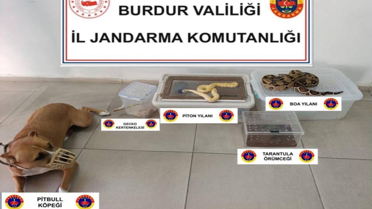 Operasyon yapılan ev hayvanat bahçesi gibi çıktı