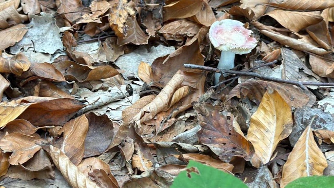 Ormanda toplanan mantarların hepsi risk içeriyor