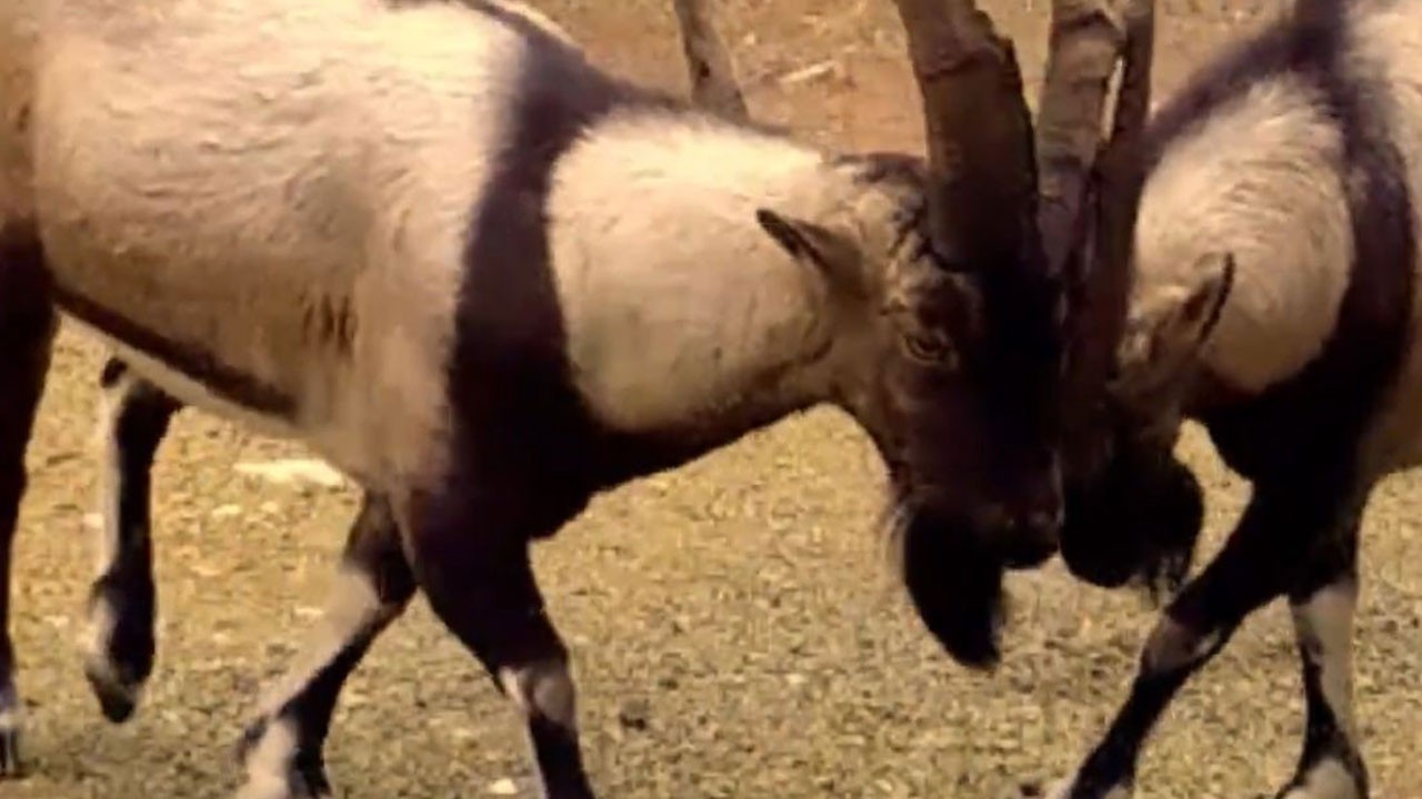 Ormanın gizli sakinleri ortaya çıktı!