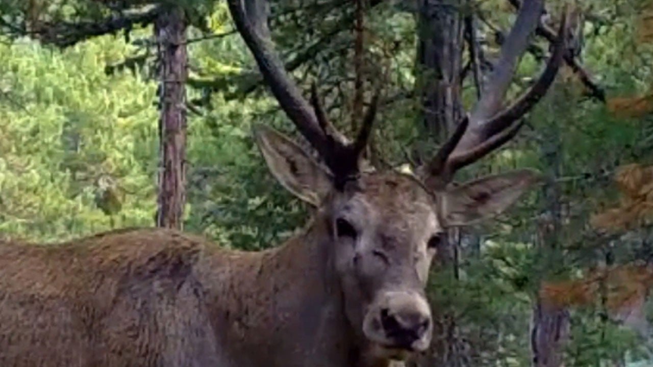 Ormanın sessizliğini böldü! Kızılgeyik fotokapana böyle yansıdı