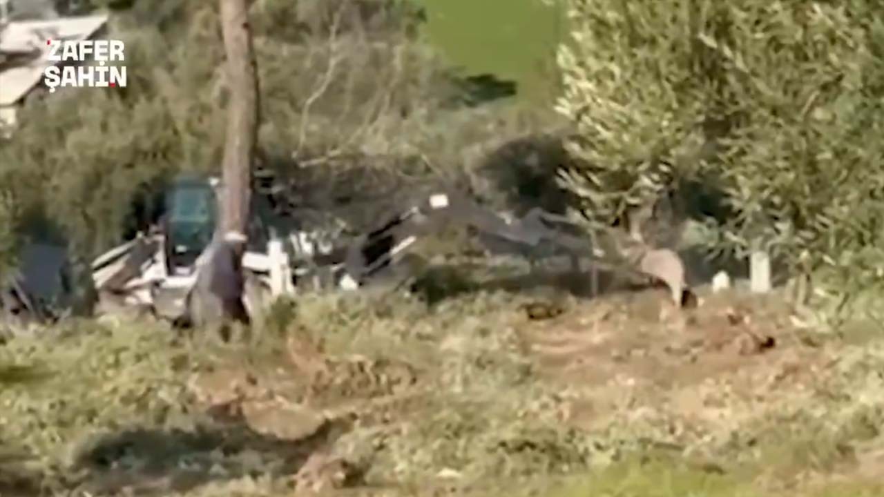 Özgür Özel yine fıkralık oldu! Zeytinlik istismarcısı CHP fena enselendi