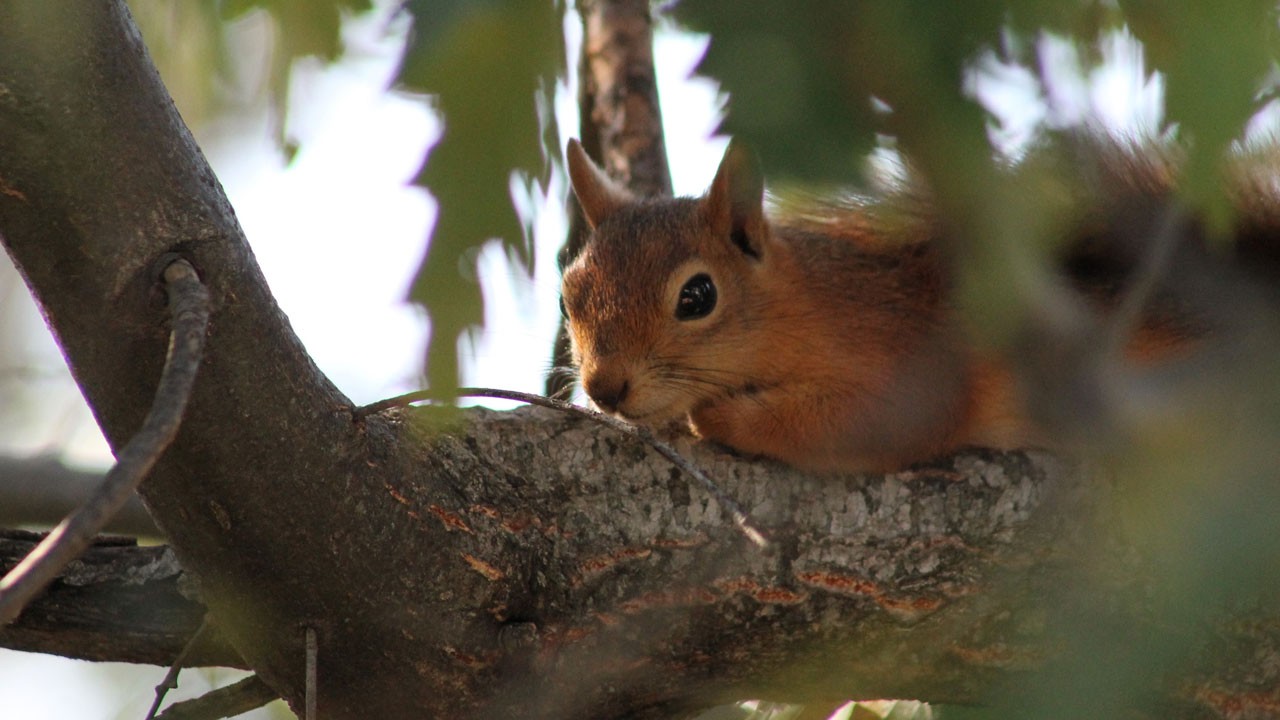 Piknik sofrasına kadar geldi! Kızıl sincabın rahat tavırları gülümsetti