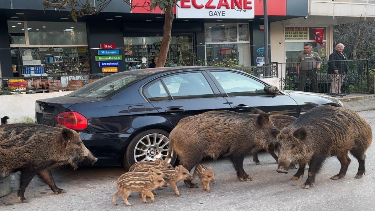 Pisliği seven domuzlar İzmir'de sokakları işgal etti