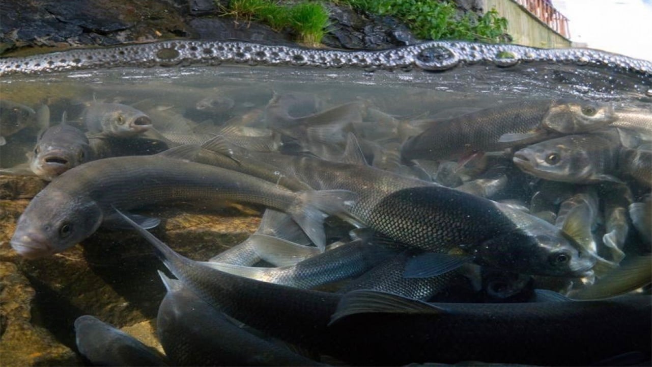 Prof. Dr. Alaeddinoğlu: 