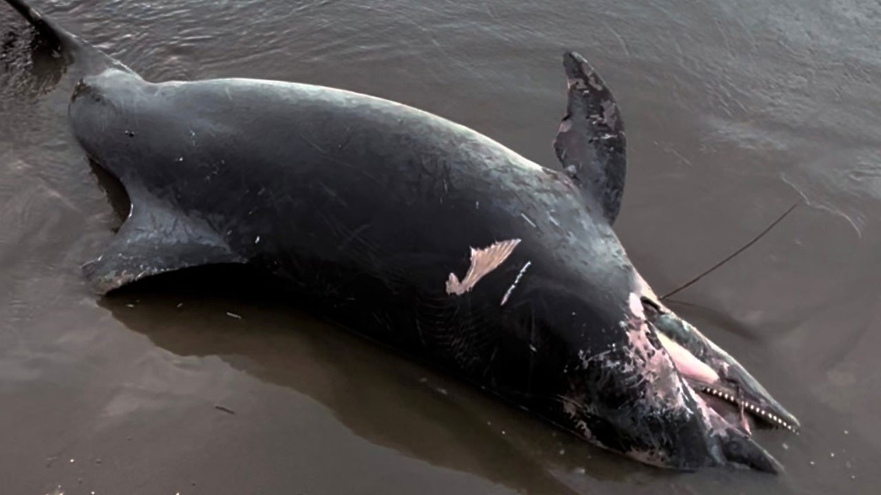 Sahilde üzen manzara! Ölü yunus kıyıya vurdu