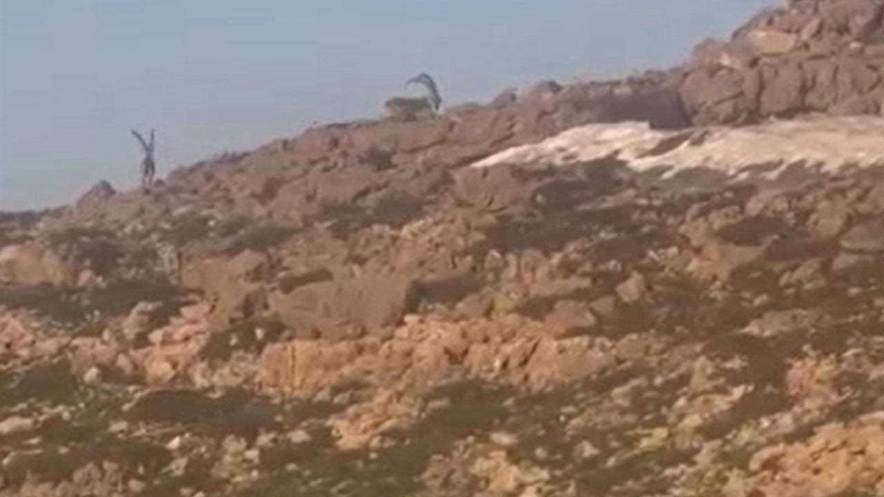 Sarp kayalıklarda böyle dolaştılar! Cudi Dağı’nda yaban keçileri görüntülendi