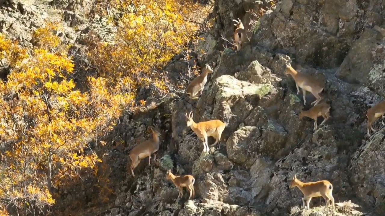 Sarp kayalıkların zarif misafirleri