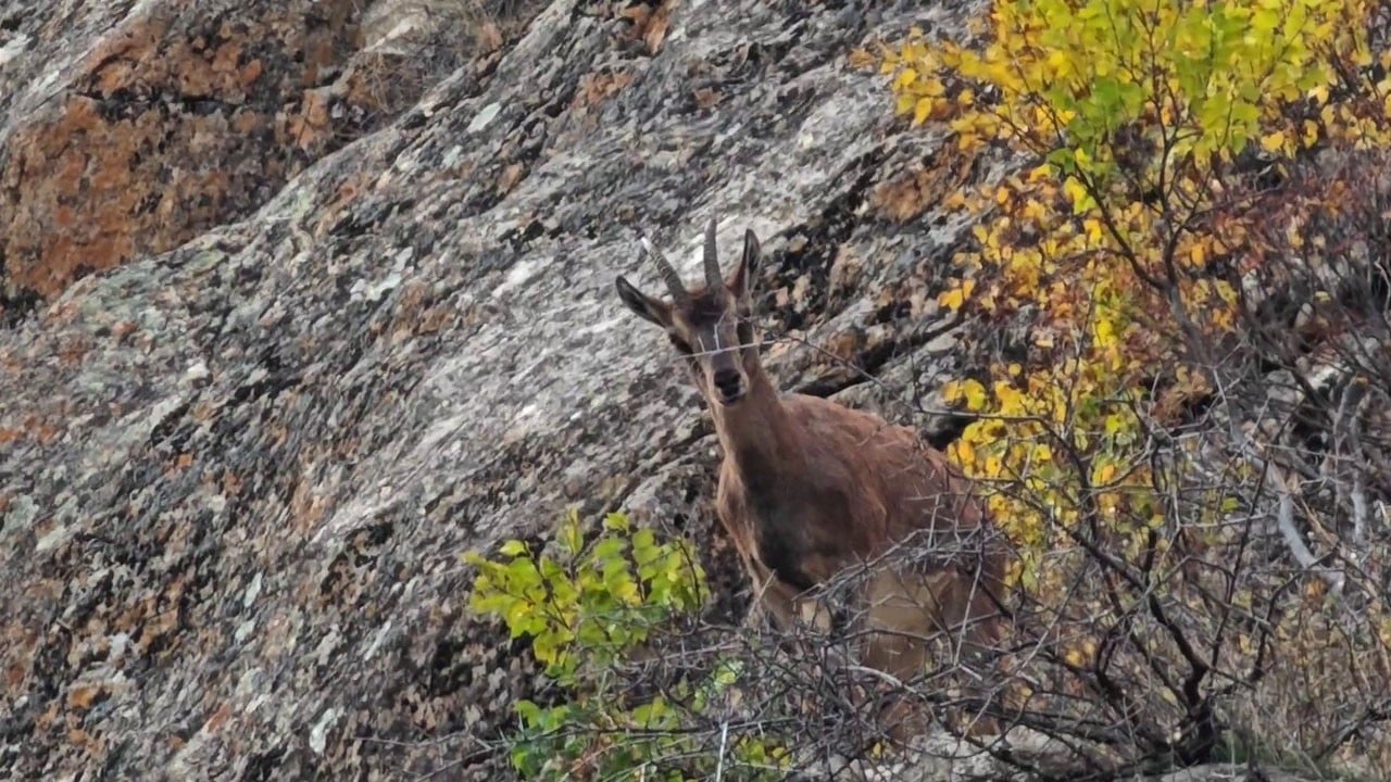 Şaşırtan manzara! İlçe merkezine indiler