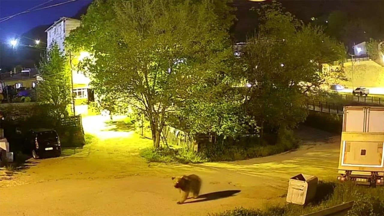 Şehir merkezinde yiyecek arayan ayı kameraya yakalandı
