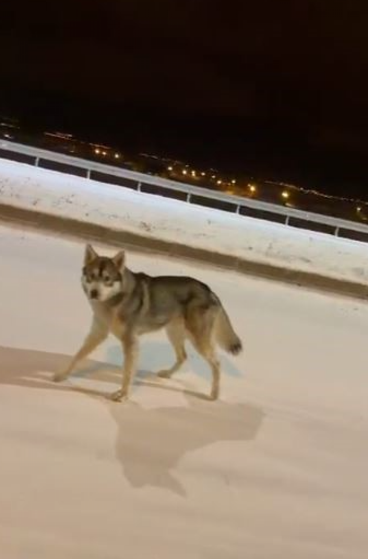 Şehre inen kurt böyle görüntülendi