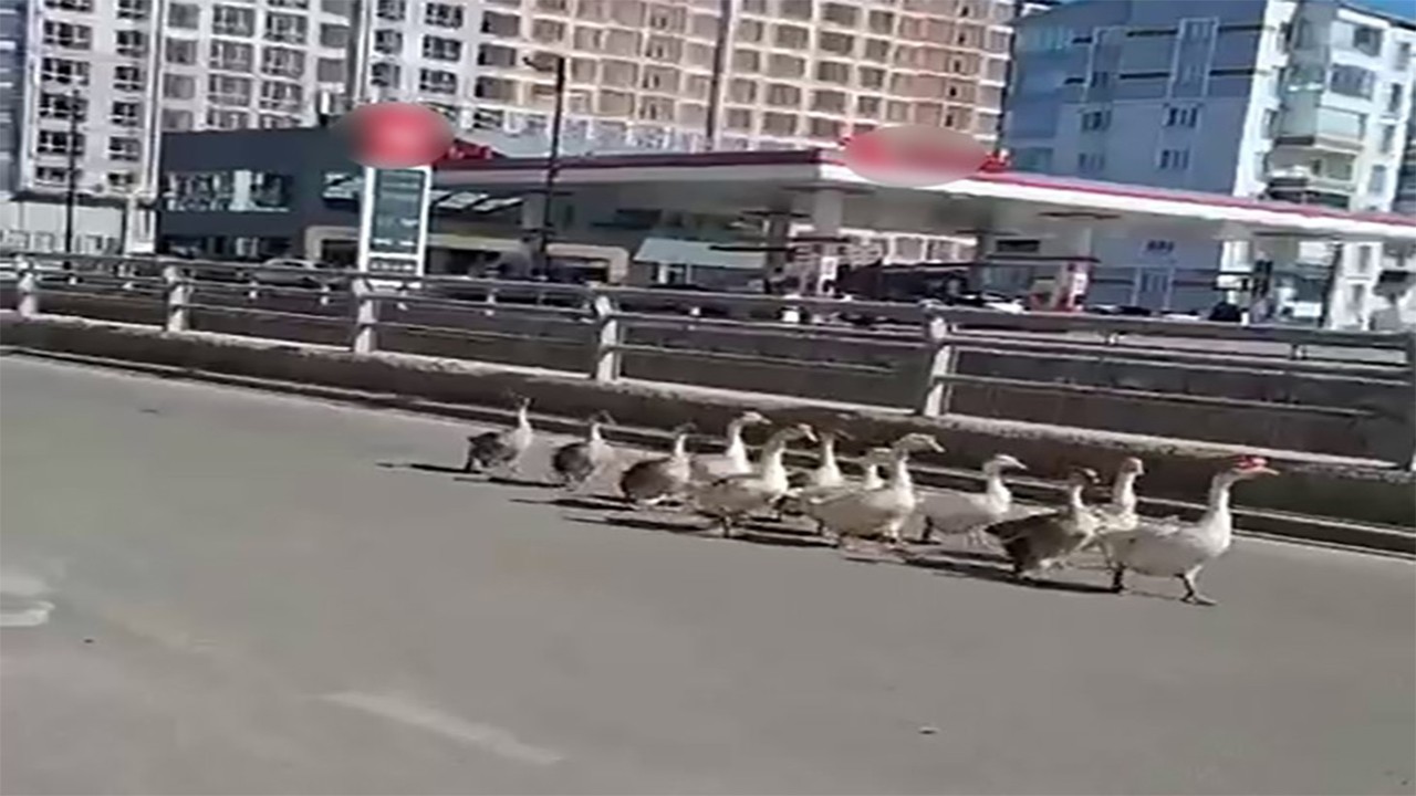 Şehrin göbeğinde kazlardan ‘kaz adım yürüyüşü’