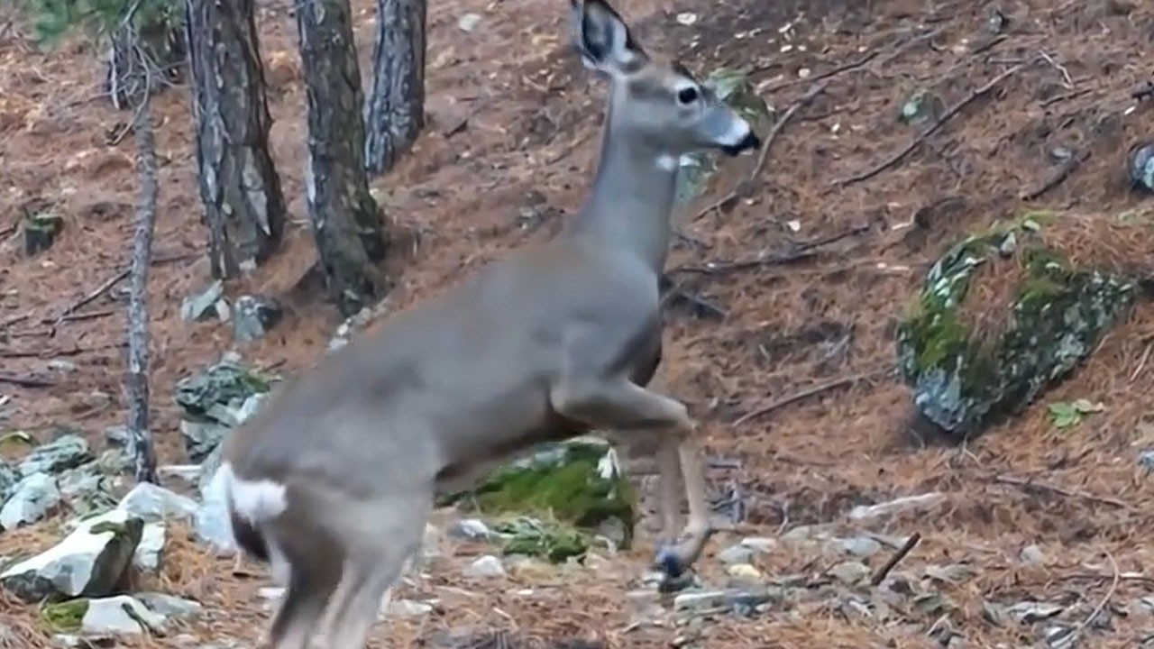 Sevimli karaca fotokapana takıldı