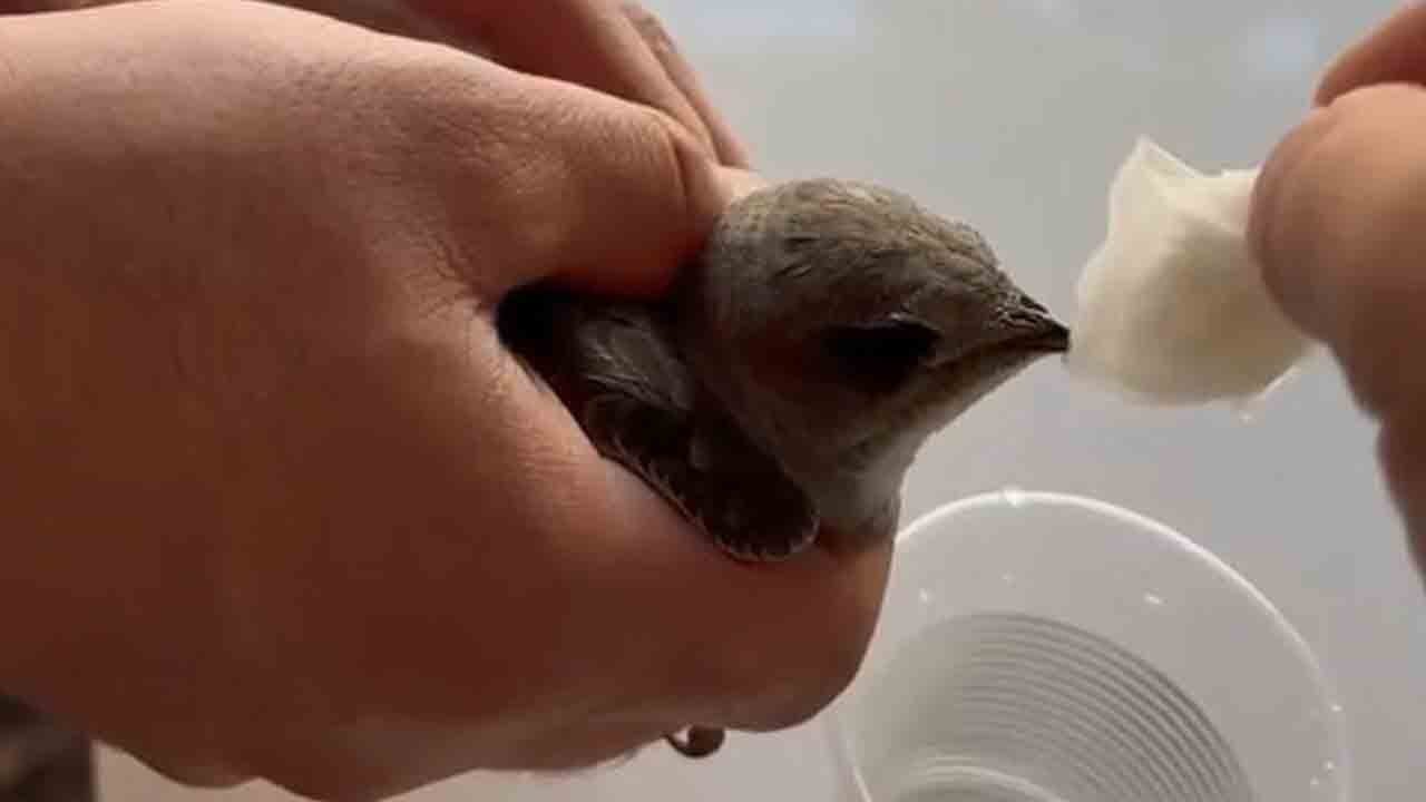 Sıcaktan düştü, bir yudum suyla dirildi!