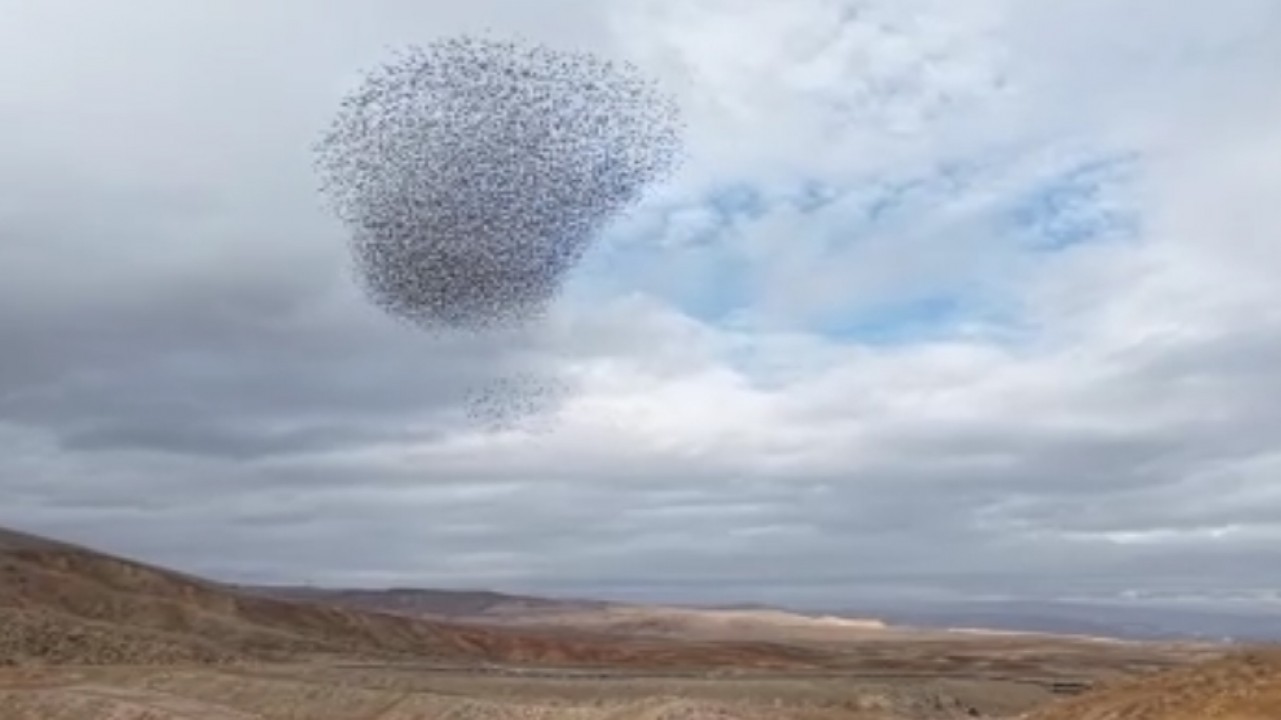 Sığırcık kuşlarından gökyüzünde görsel şölen