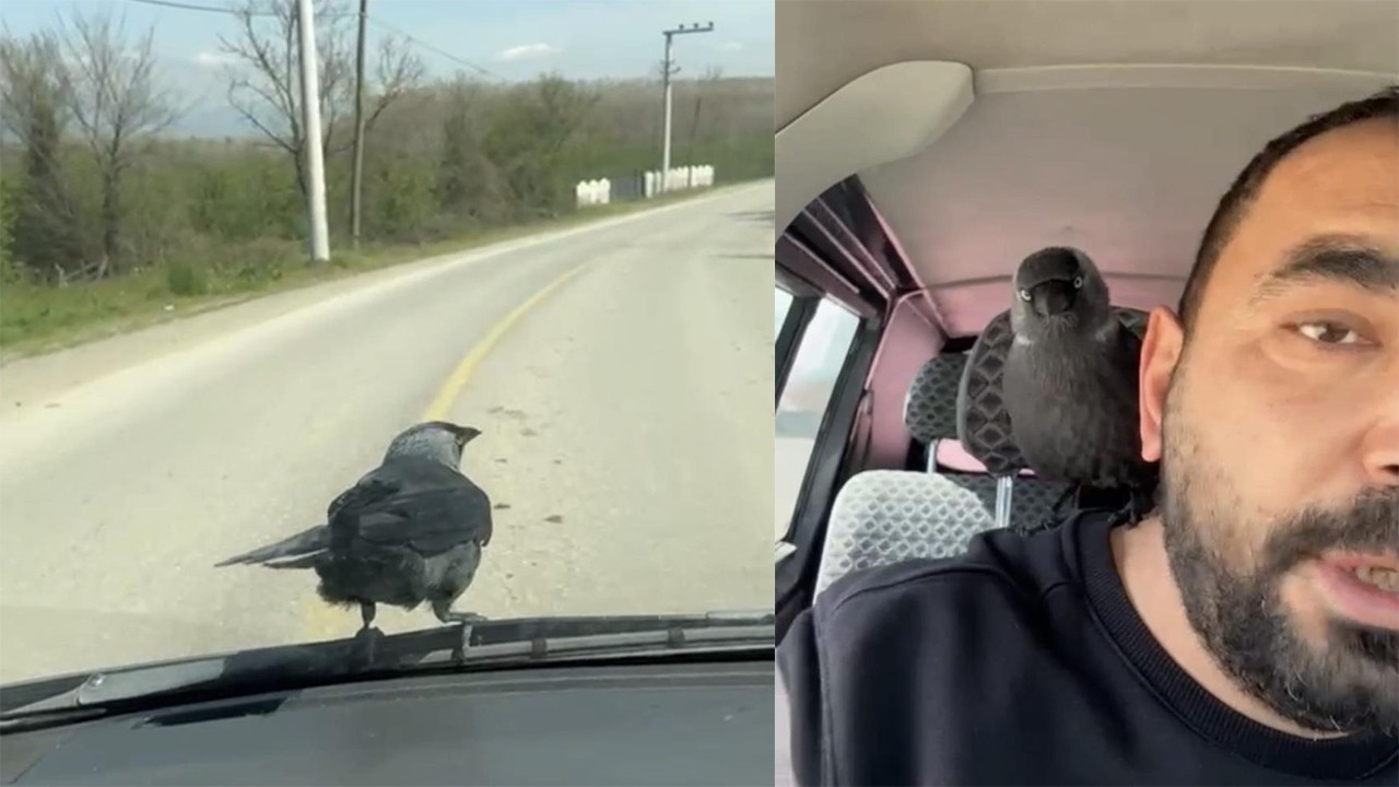 Sırnaşık karga otomobilde sürücünün omzuna konarak seyahat etti