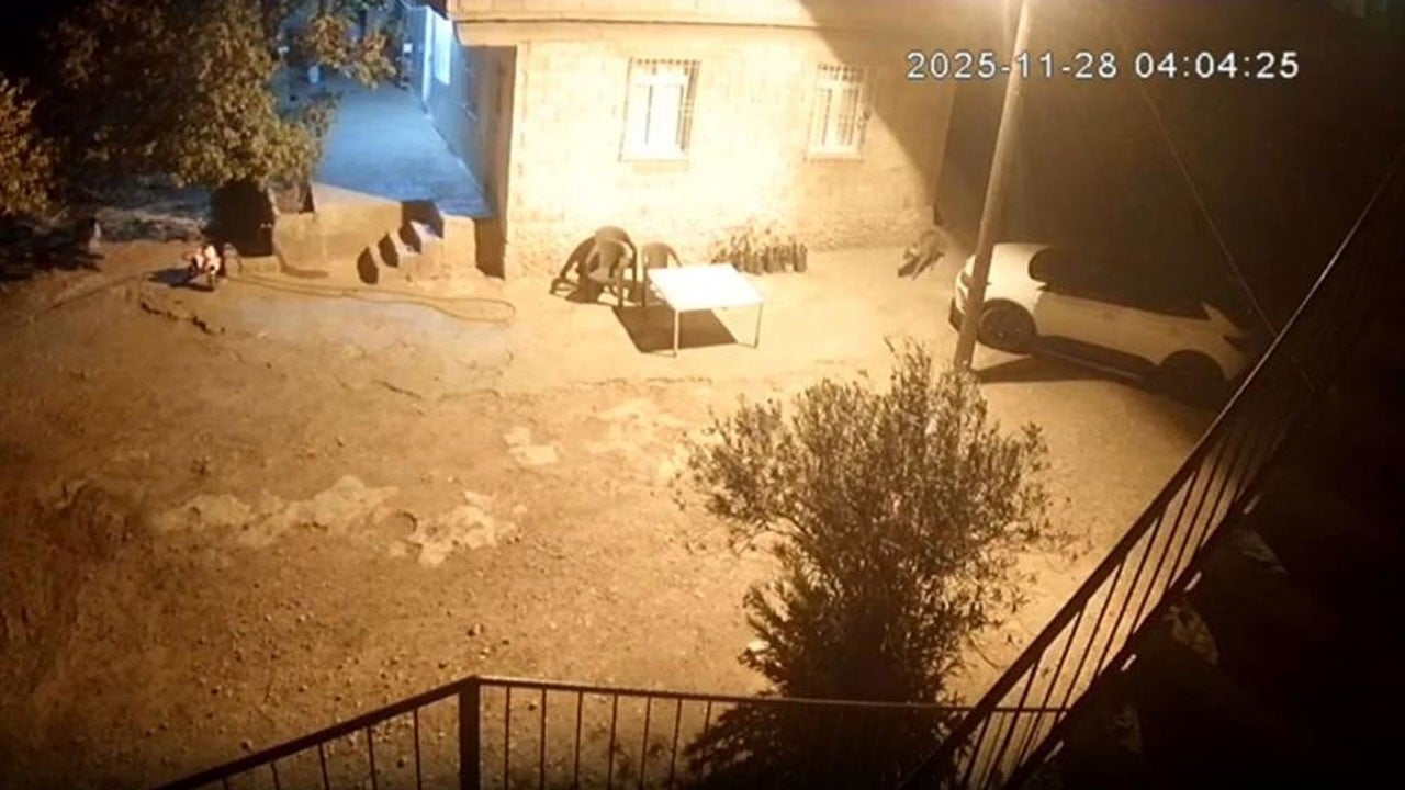 Sırtlanlar tavuk kümesine girdi, horoz ve tavukları çaldı! O anlar kamerada