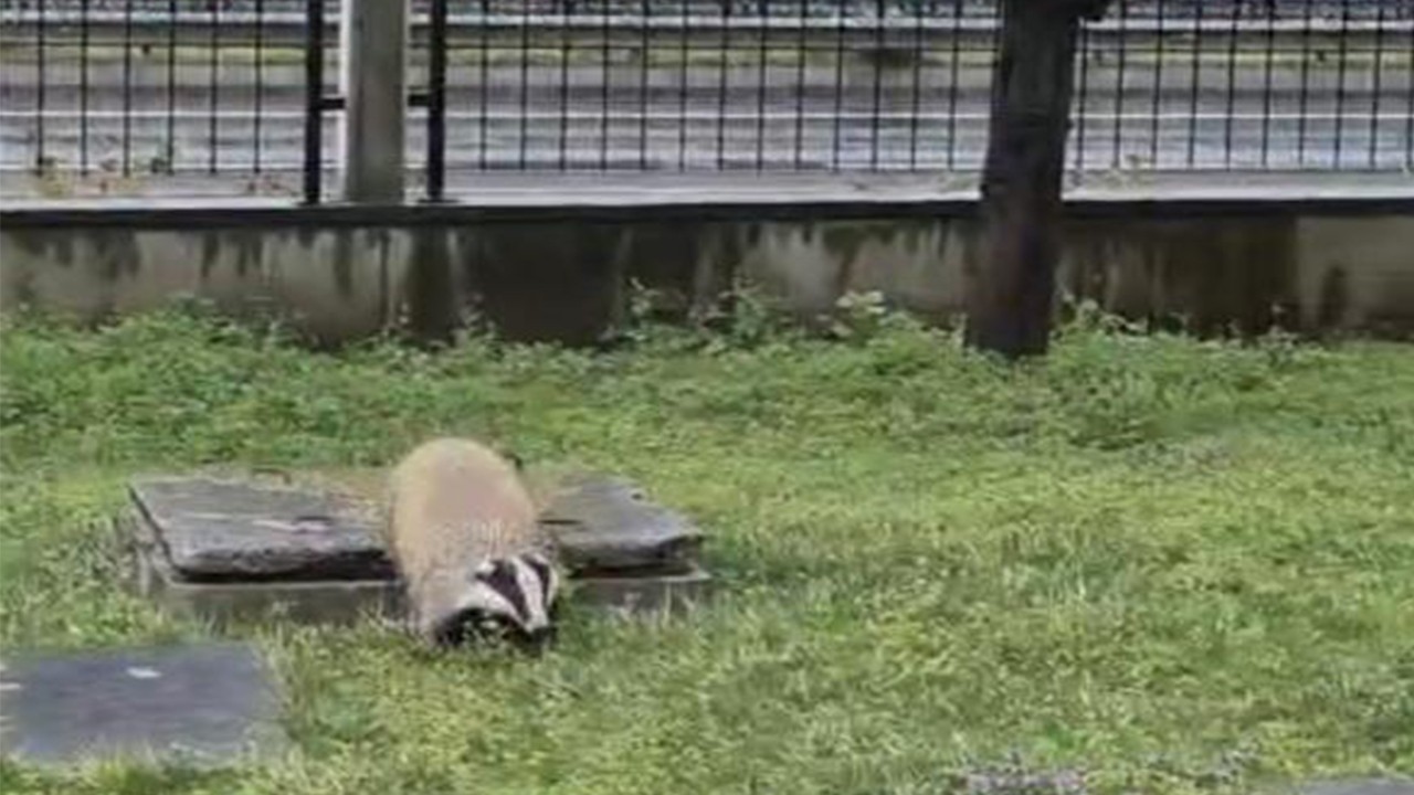 Sitenin bahçesine girdi çıkamayınca bin pişman oldu