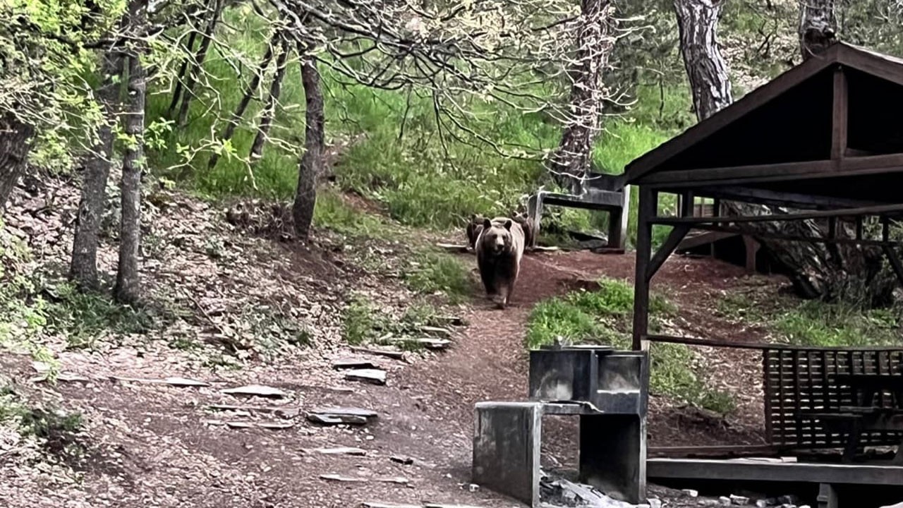 Soğuksu Milli Parkı’nda kameraya yansıdı! Piknik alanında ayı ailesi sürprizi