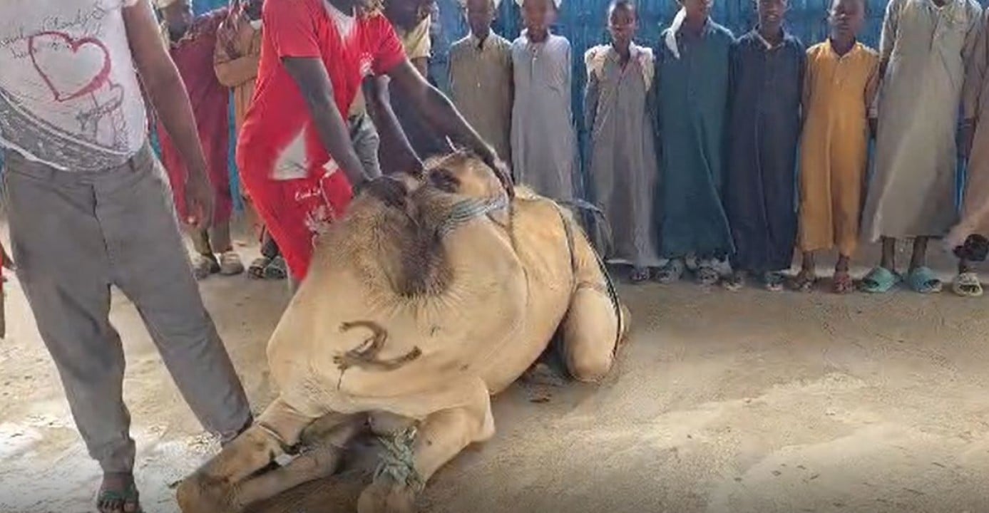 Somali'den Cumhurbaşkanı Erdoğan'a Dua ve Kurban Bağışı