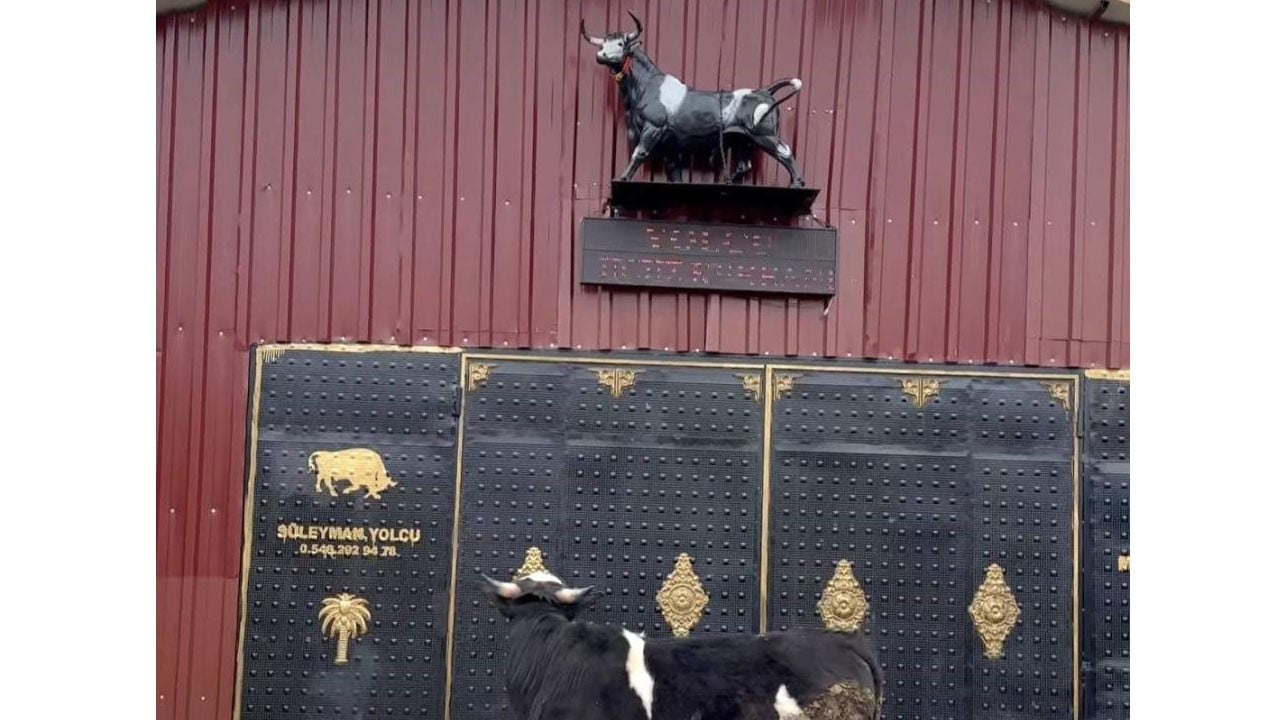 Sosyal medyada viral olan görüntüler! Heykel yapma CHP tosunlar ürküyor