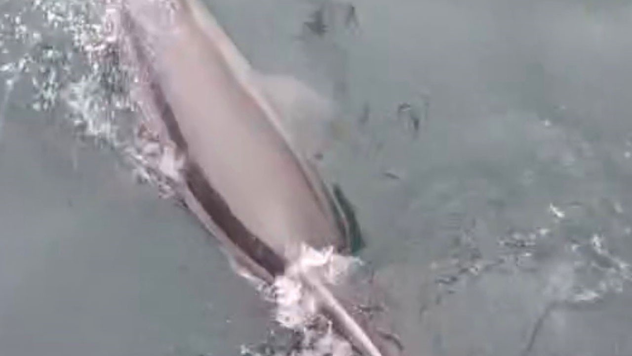 Sürpriz misafir! Yunusun av anı kamerada